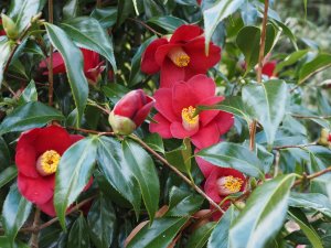 Camellia japonica ‘Adeyaka’