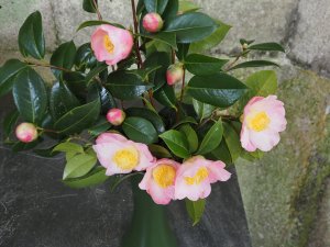 Camellia x williamsii ‘Mary Pickthorn’