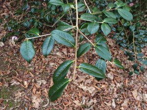 Camellia x williamsii ‘Mary Pickthorn’