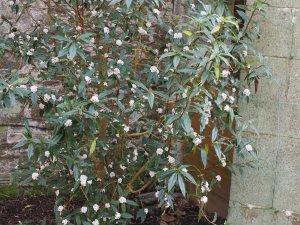 Daphne bholua ‘Jacqueline Postill’