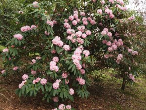rhododendron hybrid