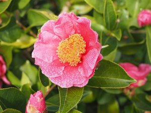 Camellia japonica ‘California Sunset’