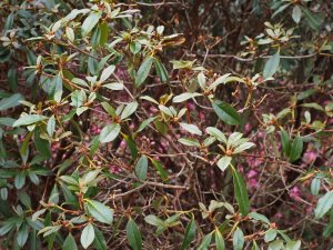 Rhododendron ‘Saffron Queen’