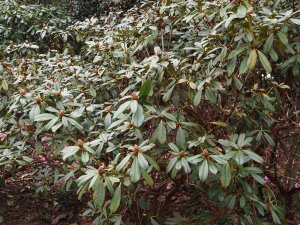 Rhododendron ‘Saffron Queen’