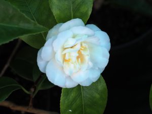 Camellia ‘White Swan’