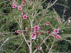 Leptospermum scoparium ‘Pink Cascade’
