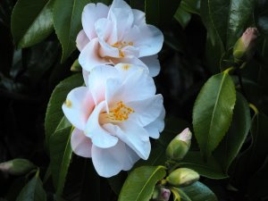 Camellia japonica ‘Magnoliaflora’
