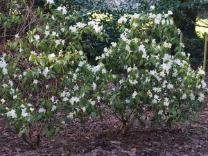 Rhododendron ‘Bo Peep’ – yellow form