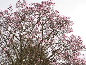 Magnolia campbellii seedling