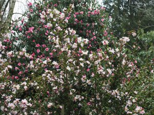 Camellia ‘Fairy Blush’ and Camellia reticulata ‘Mary Williams’