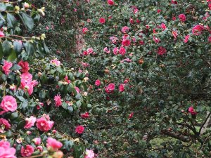 Camellia japonica ‘Lady Clare’ and Camellia x williamsii ‘George Blandford’