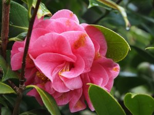 Camellia japonica ‘Scentsation’
