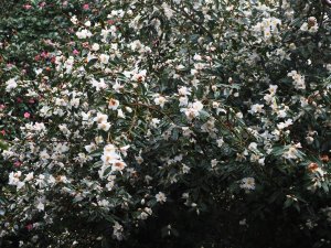 Camellia ‘Cornish Snow