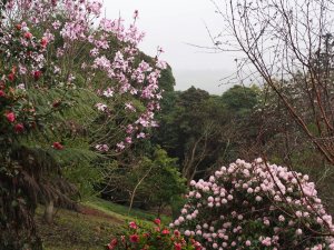 Rhododendron ‘Christmas Cheer’ and Magnolia ‘Frank’s Masterpiece’