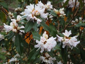 Rhododendron siderophyllum