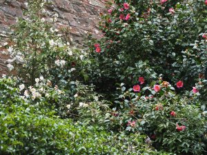 Camellia ‘Cornish Snow’