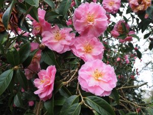 Camellia japonica ‘Faith’