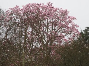 Magnolia campbellii above Crinodendron Hedge
