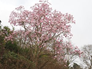 magnolia outside the front arch
