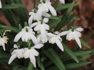 Double flowered snowdrops