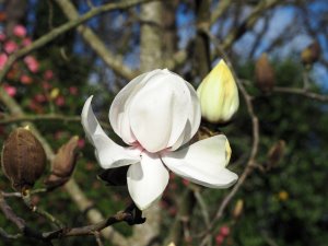 Magnolia campbellii ‘Valentines Touch’