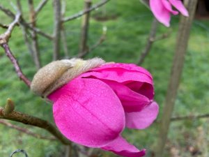 Magnolia sprengeri ‘Dusty Pink’