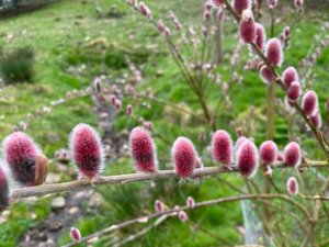 Salix gracilistyla ‘Mount Aso’
