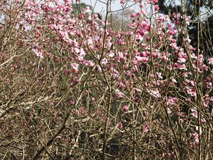 Magnolia ‘Caerhays Belle’