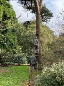 new bird boxes