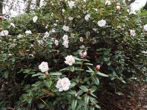 Rhododendron ‘Bric-a-Brac’