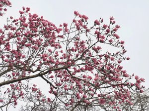 Magnolia campbellii