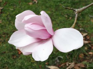 Magnolia ‘Sprengeri Diva’