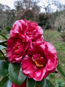 Camellia japonica ‘Midnight Variegated’