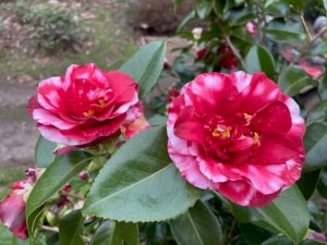 Camellia japonica ‘Midnight Variegated’
