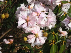 Rhododendron oreodoxa var fargesii