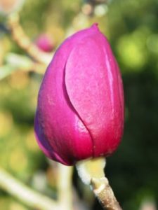 Magnolia mollicomata ‘Black Tulip’