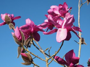 Magnolia sargentiana ‘F.J. Williams’
