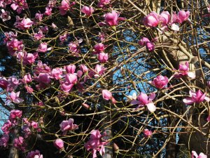 Magnolia sprengeri ‘Diva’