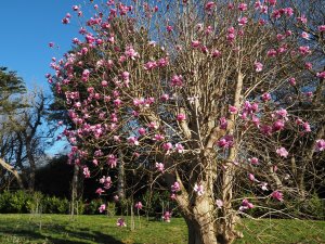 Magnolia sprengeri ‘Diva’