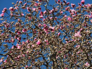 Magnolia ‘Caerhays Belle’