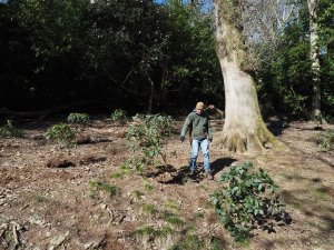 Placing out large rhododendrons