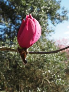 Jaimie’s new magnolia hybrid