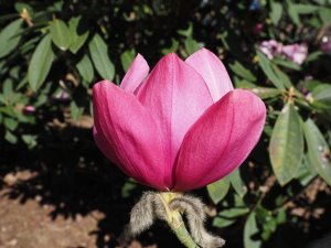 Jaimie’s new magnolia hybrid