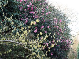 Corylopsis spicata and Camellia x williamsii ‘Brigadoon’