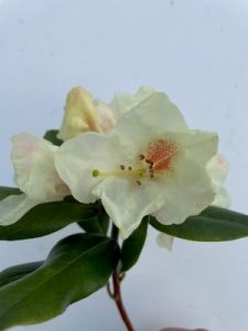 Rhododendron ‘Maisie’