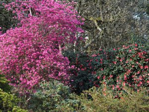 Rhododendron ‘Ostara’ and Camellia japonica