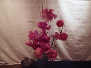 Vases of Caerhays magnolias
