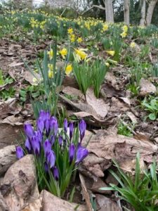 group of Crocus