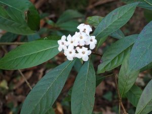 unnamed Luculia species