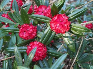 Rhododendron ramsdenianum
